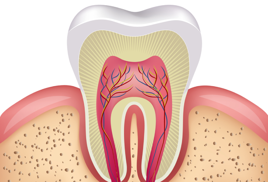 pulpa dental