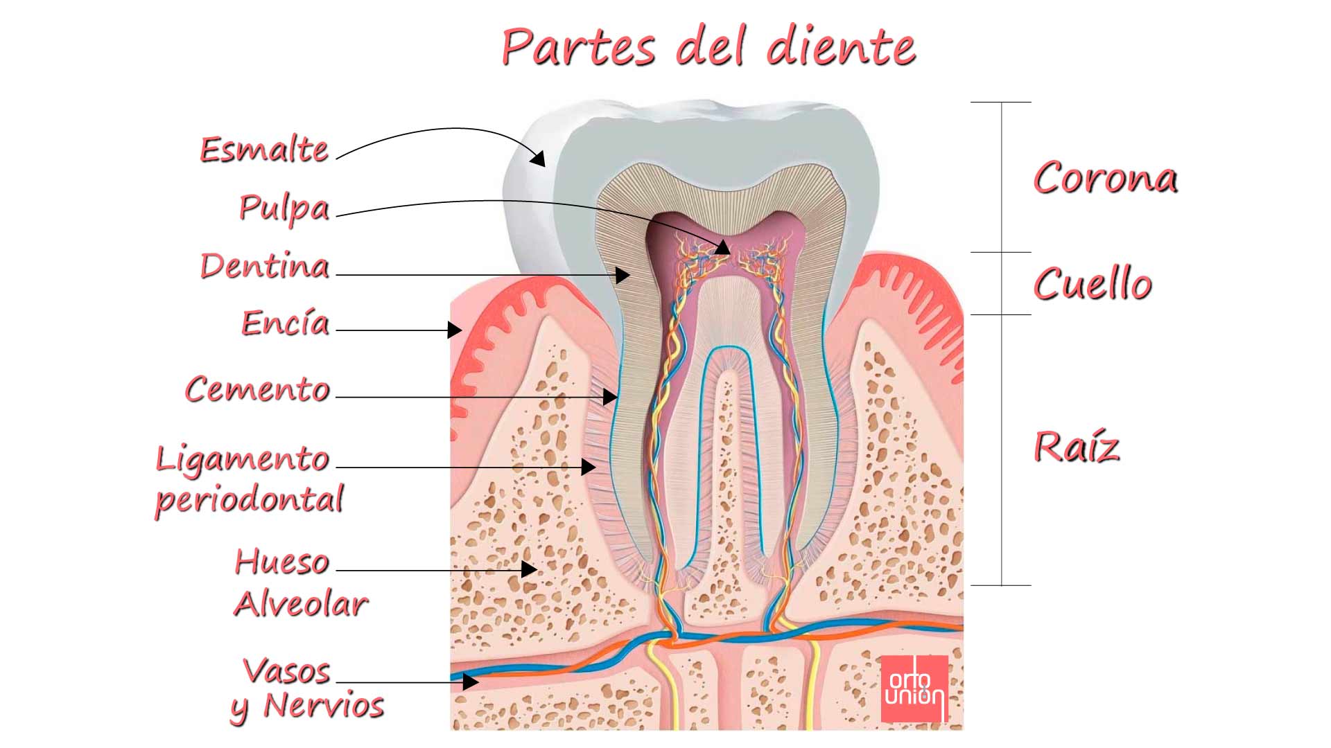 la pulpa y las partes del diente